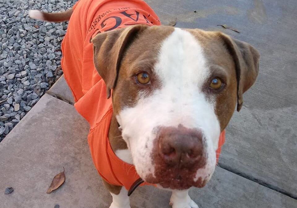 Chucky has his orange shirt ready! Come show your support for WAGS