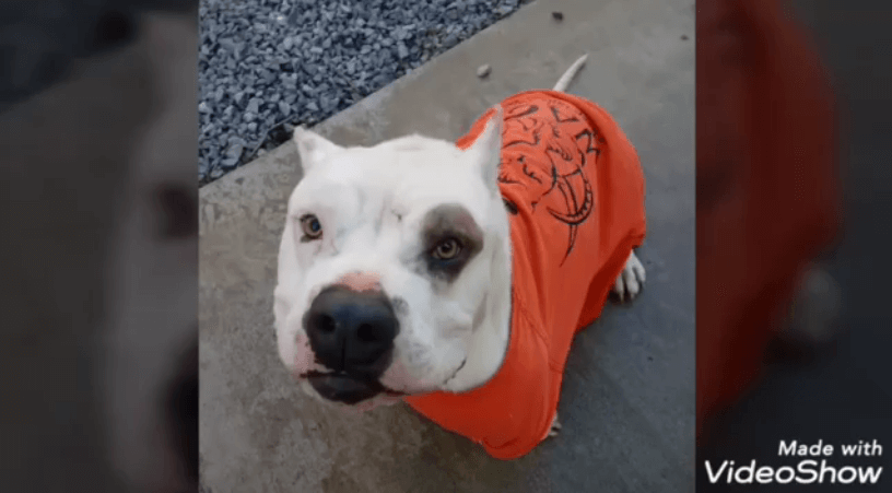 orange jumpsuit WAGS elvis white bulldog