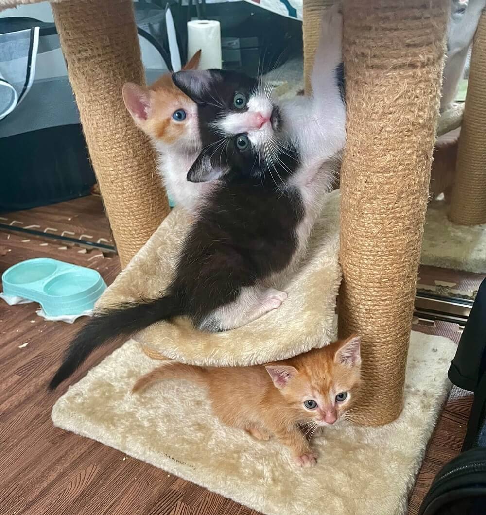 Three kittens playing.