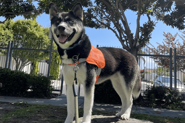 A black and white husky dog wearing an orange bib at WAGS Pet Adoption.