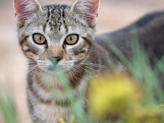 Managing Feral and Stray Cats