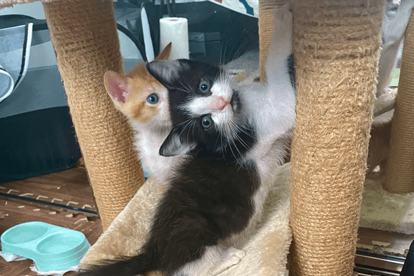 Two kittens playing, one black and white, the other is orange and white, at WAGS Pet Adoption.